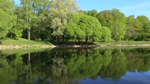 Brightly green trees are reflected in a mirror lake. Perfect background. Loop Stock Footage 90566093