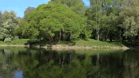 Brightly green trees are reflected in a mirror lake. Maybe anywhere. Background Stock-Footage 90566262