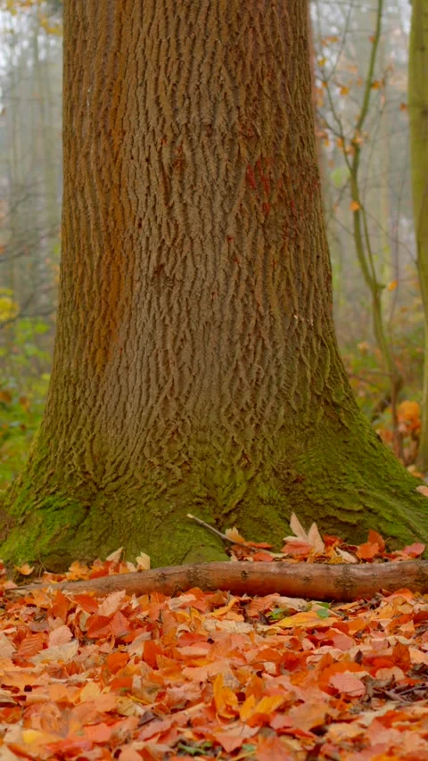 Brightly hued mossy tree root encircled by lively autumn foliage and wet ground Stock Footage 324609734