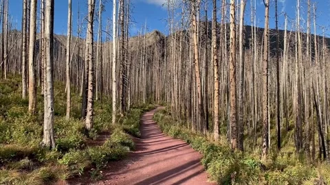 Brightly lit forest path Stock-Footage 170668895
