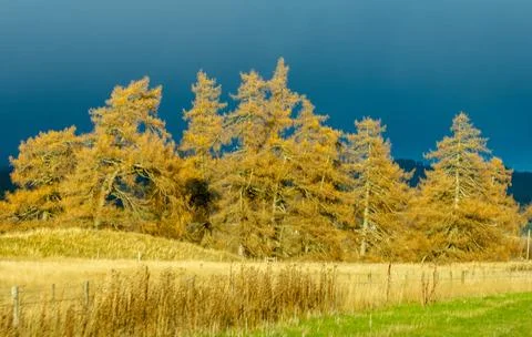 A Brightly Lit Forest Within The Fields Of The Scottish Highlands Stock Photos