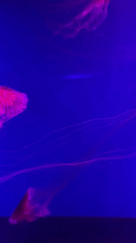 Brightly lit jellyfish move fluidly in an aquarium, showcasing vibrant colors. T Stock Footage 310447549