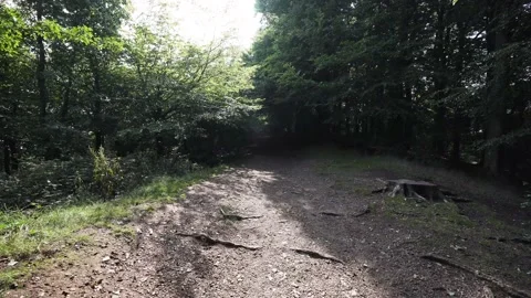 Brightly lit path in the woods Stock Footage 139957951