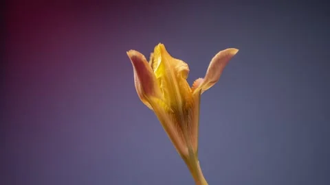 A brightly lit yellow wild iris opens against a black background. Delightful Stock Footage 244830330