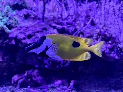 Brightly marked reef fish glide near coral formations while searching acros.. Фото