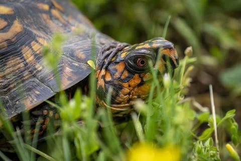 A brightly patterned box turtle hides among the tall grass. Stock Photos