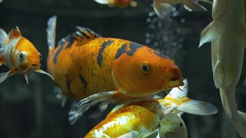Brightly patterned koi fish move in unison, painting mesmerizing picture of Stock-Footage 312626388