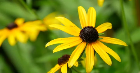 Brightly yellow camomiles 스톡 동영상 62466657