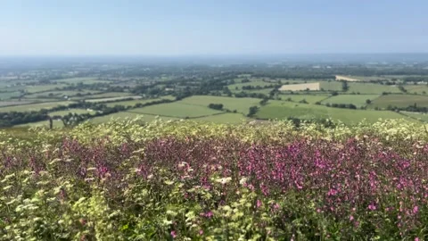 Brighton Devil's Dyke Wildflowers Viewpoint Stock Footage 313173016