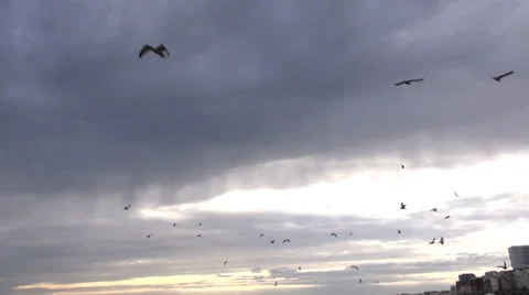 Brighton.60 Vidéo 22936433