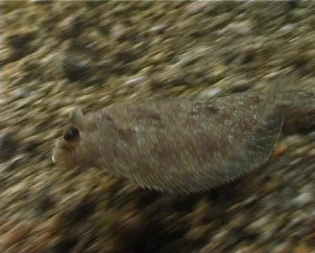 Brill (C045) 動画素材 100735