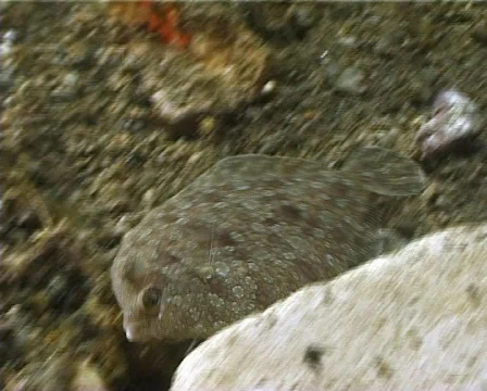 Brill (C046) 動画素材 100736