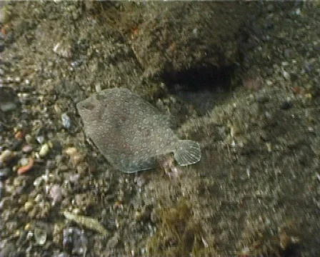 Brill (C047) 動画素材 100737