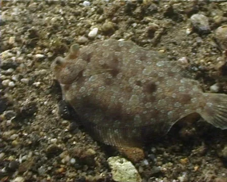 Brill (C048) 動画素材 100740