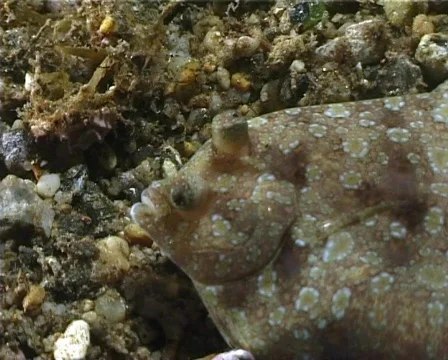Brill (C049) 動画素材 100741