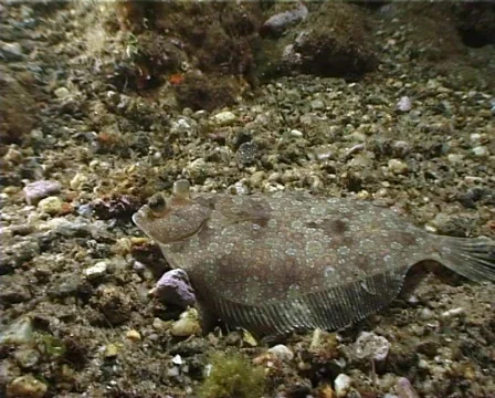 Brill (C050) 動画素材 100744