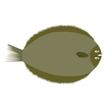 Brill, european flat fish. Flat color style vector illustration. Stock Illustration