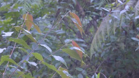 Brilliant 4K Scenery: Close-up of Young Leaves Branches in Rainy Forest Day Stock Footage 342744657
