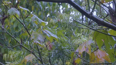 Brilliant 4K Scenery: Wet Tree Branches and Maple Leaves in Rainy Forest Day Stock Footage 342620916