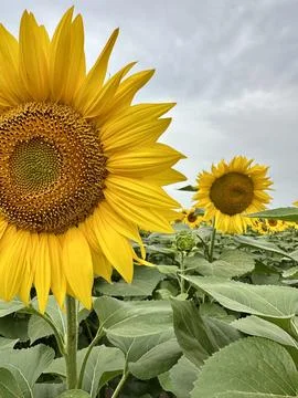 A brilliant array of sunflowers captures the essence of summer, inviting ev.. Stock Photos