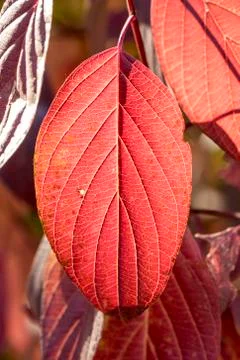 Brilliant backlit long red fall leaves with dark veins Stock Photos