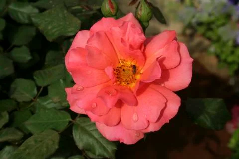 Brilliant Bloom Foto stock