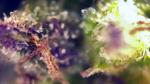 Brilliant Cannabis trichomes developing active cannabinoids under microscope. Stock Footage 344494408