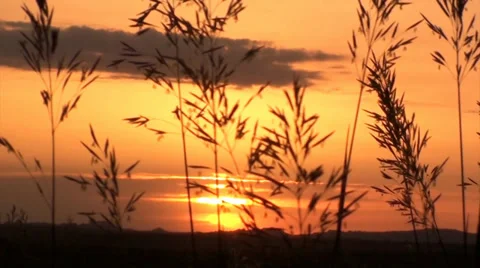 Brilliant Evening Sunset Sky Over Field of Waving Grain Western USA Stock Footage 30601174