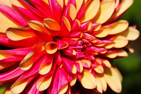 Brilliant Flower Stock Photos