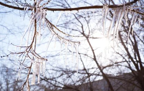 Brilliant icicles on the branches of tree in the sunlight Foto stock