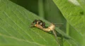Brilliant Jumper (Phidippus clarus) Jumping Spider - Male 1 HD Footage