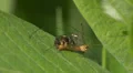 Brilliant Jumper (Phidippus clarus) Jumping Spider - Male 2 HD Footage