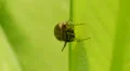 Brilliant Jumper (Phidippus clarus) Jumping Spider - Gravid female 1 HD Footage
