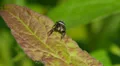 Brilliant Jumper (Phidippus clarus) Jumping Spider - Male 3 HD Footage