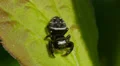 Brilliant Jumper (Phidippus clarus) Jumping Spider - Male 4 HD Footage