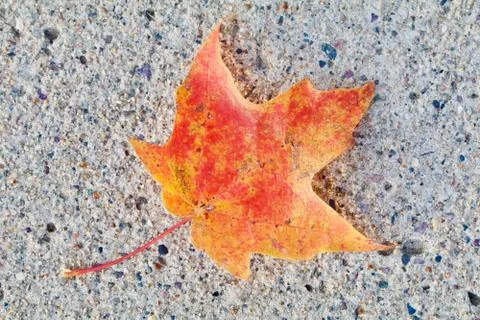 Brilliant Maple Leaf Stock Photos