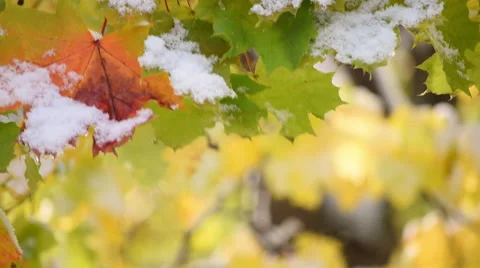 Brilliant panoramic scene with closeup of maple leaves Vídeos de archivo 55817704