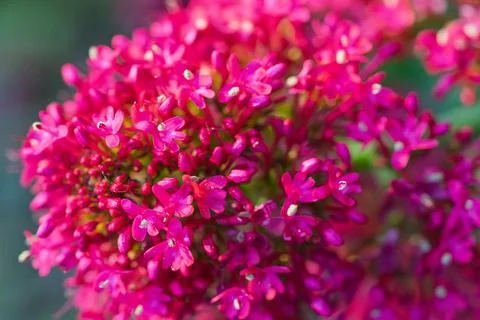 A brilliant pink flower cluster with tiny blooms Stock Photos