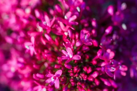 A brilliant pink flower cluster with tiny blooms Stock Photos