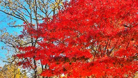 Brilliant red maple leaves create a stunning contrast with the clear blue sky 스톡 사진