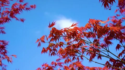 Brilliant Red Maple Leaves Glowing Against Natural Autumn Forest Backdrop Stock Footage 341916501