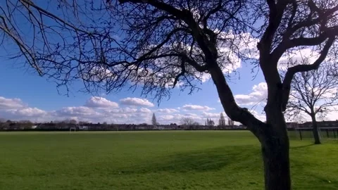 Brilliant sky with tree silhouette Video stock 236987066