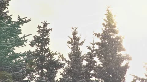 Brilliant Snowfall Tree Flare Stock Footage 8953669
