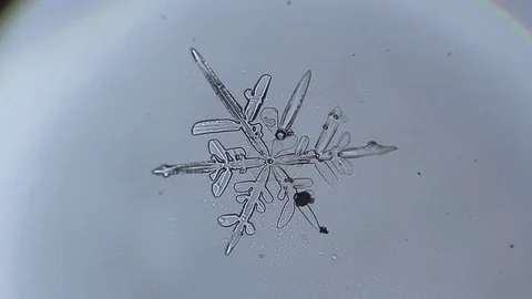 Brilliant snowflake melts under the microscope Stock Footage 72776774