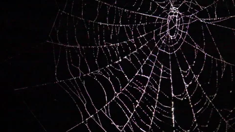 Brilliant spider web with water drops swaying in wind at night. Slow motion Vídeo Stock 159862069