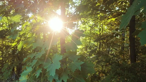 Brilliant summer sunlight streaming through a dense forest Stock Footage 340128068