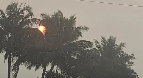 Brilliant sun behind branches of trees Stock Photos