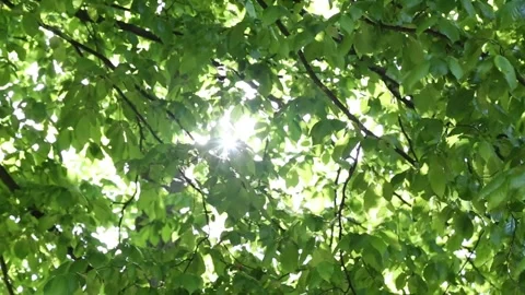 Brilliant sunlight filtering through dense green foliage canopy Stock Footage 313254178