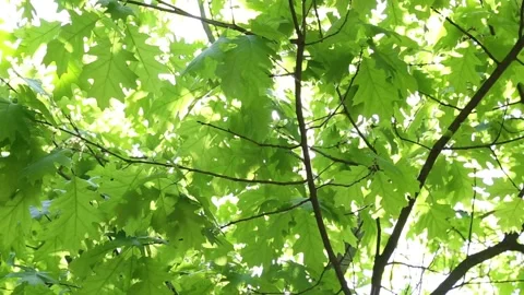 Brilliant sunlight streaming through maple leaf canopy with vivid contrast Stock Footage 309259432