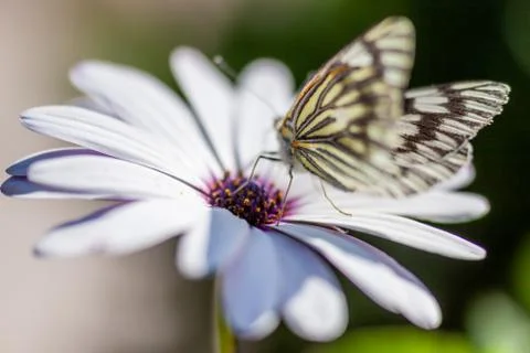 Brilliant Swallowtail Butterfly Feeding On Flowers Stock Photos